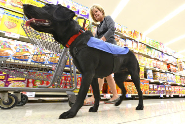 Guide dog training in Sioux City Hy-Vee